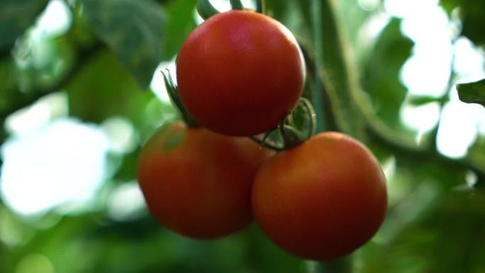 番茄种植空境1080P