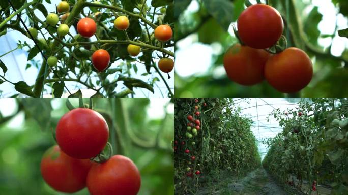 番茄种植空境1080P