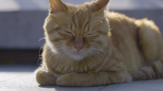 沐浴阳光打瞌睡的小猫