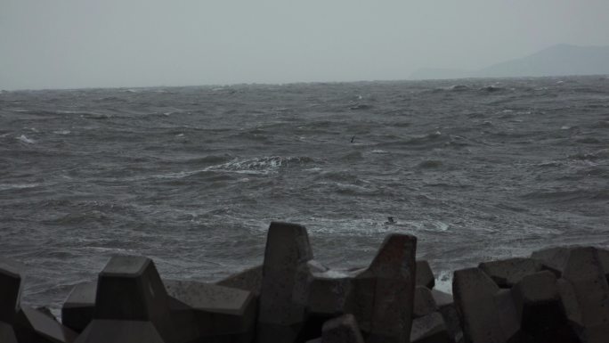 在风浪中穿行的海鸥海浪防浪堤坝波涛