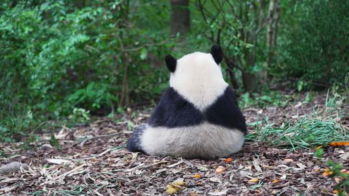 熊猫背影