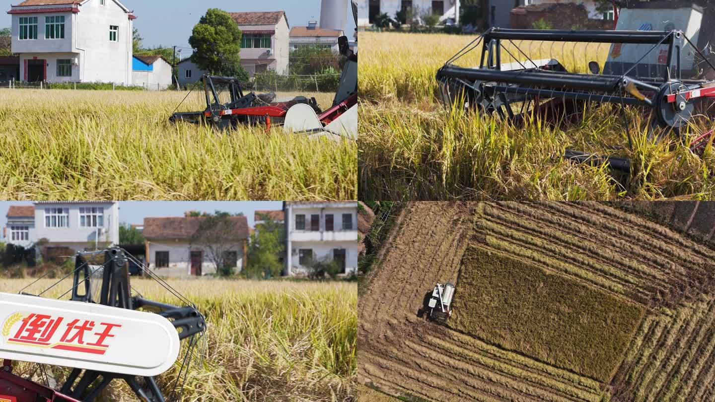 机械化生产收割机收割稻谷