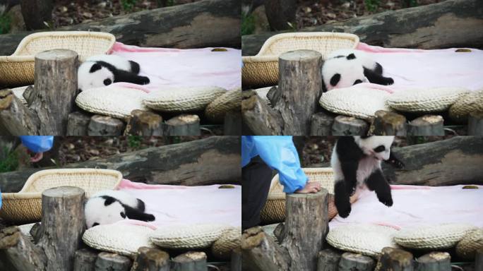 熊猫被饲养员抱走