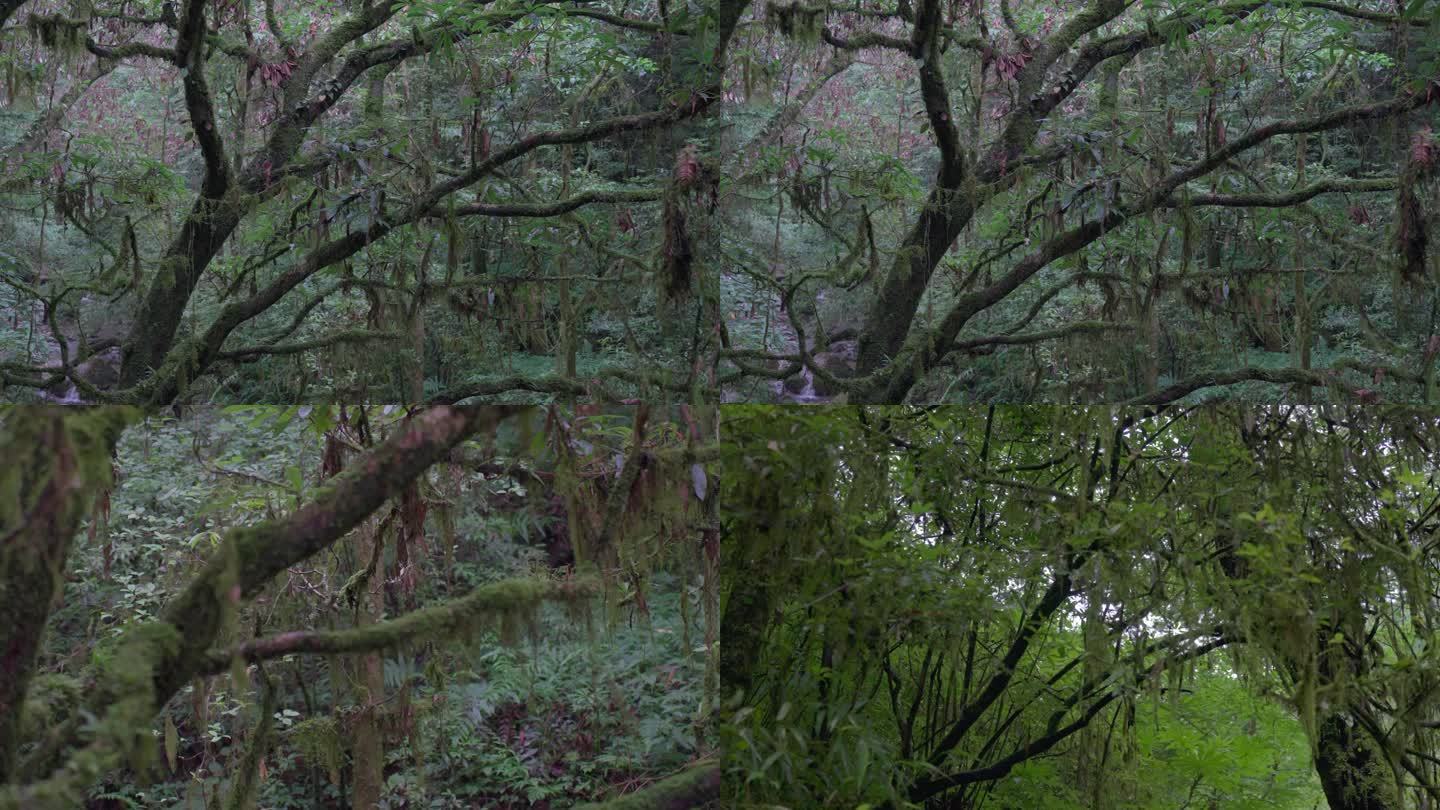 潮湿树林雨林树上长满青苔苔藓