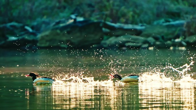 秋沙鸭在水中追逐