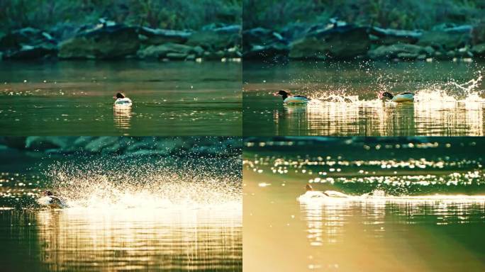 秋沙鸭在水中追逐