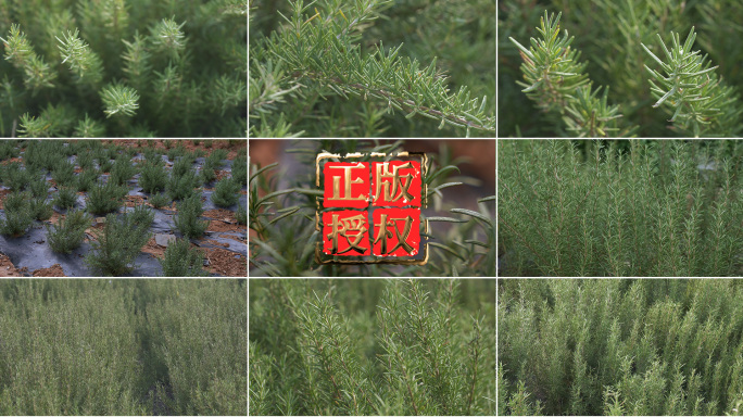 迷迭香种植香料中药迷迭草调味调料香料特写