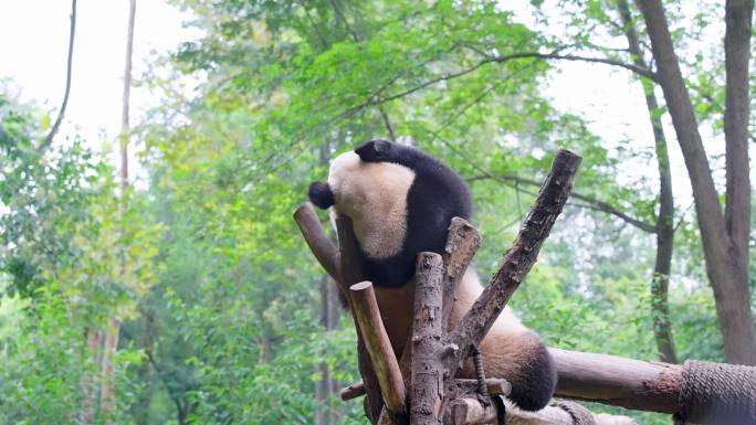 熊猫坐在树丫上 挠痒