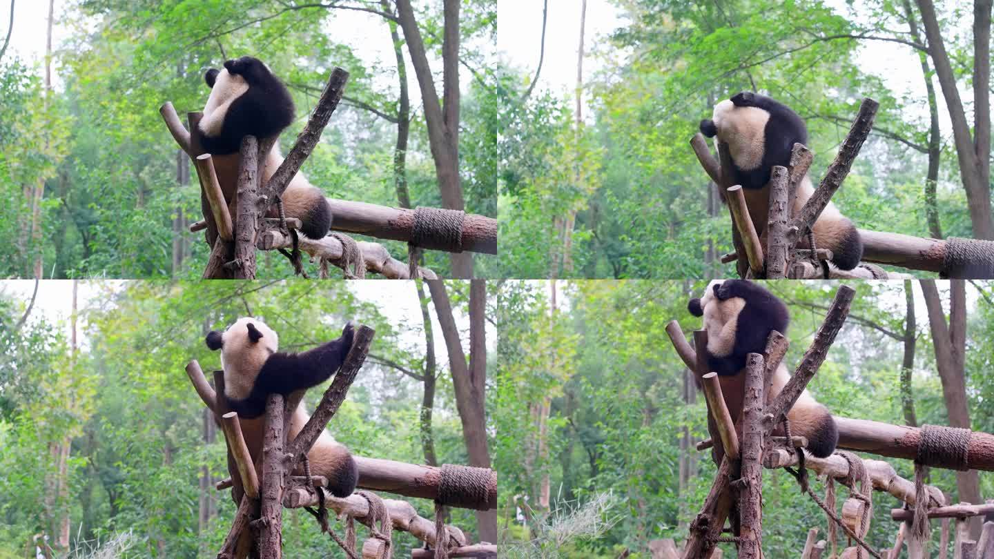熊猫坐在树丫上 挠痒