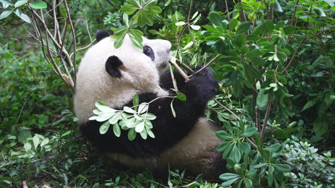 熊猫咬树枝