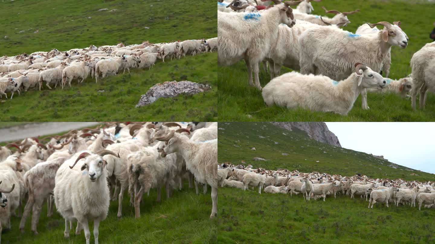 高原羊群
