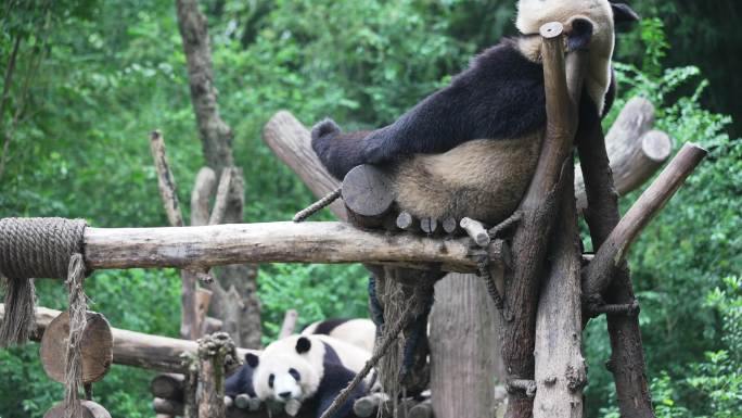 休息中的熊猫