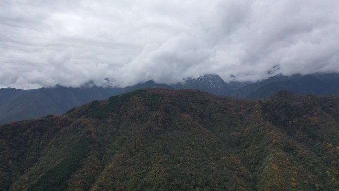 2k四川山谷秋天枫叶树木黄