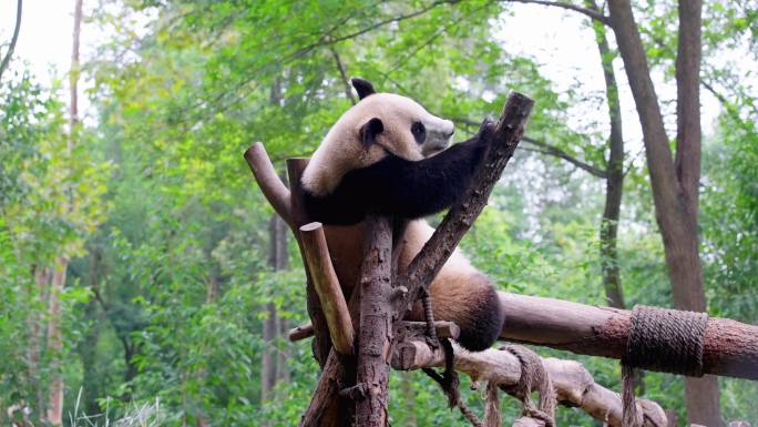 熊猫坐在树丫上