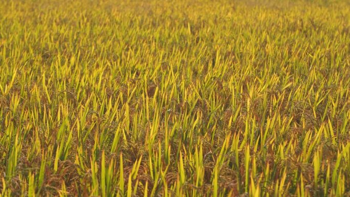 【4K超清】逆光唯美农场成熟水稻