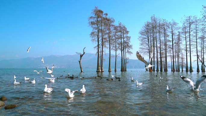 海面上海鸥嬉戏漂浮