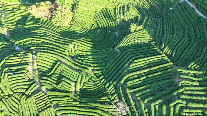 航拍杭州西湖龙井茶园