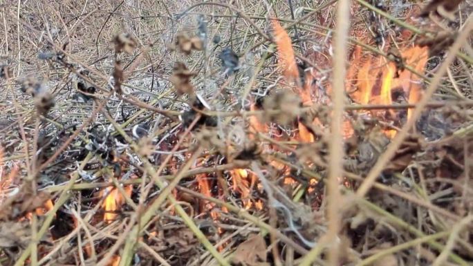 野火燃烧火烧野草秋草焚烧烟雾弥漫实拍烟火