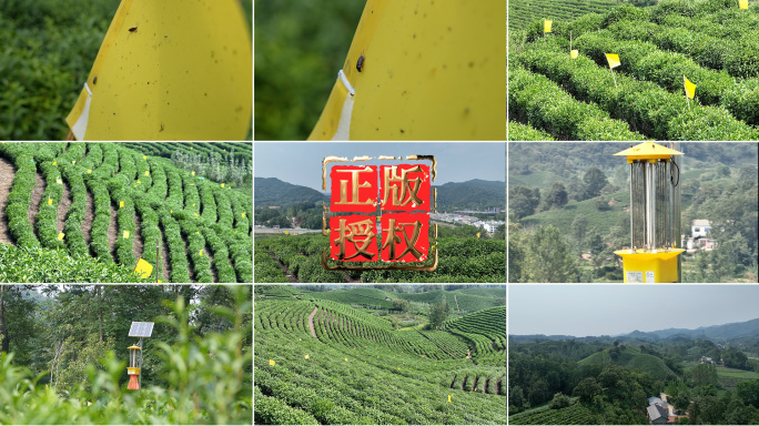 茶树粘虫板绿色防控茶园黄板防虫