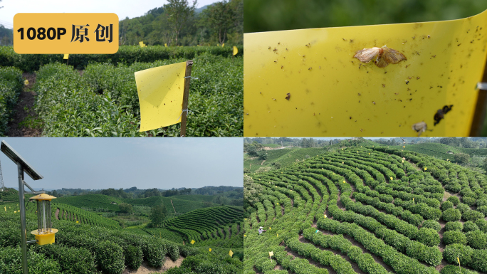 茶树粘虫板绿色防控茶园黄板防虫