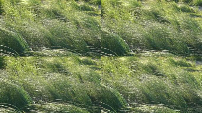 风中飘动的草地