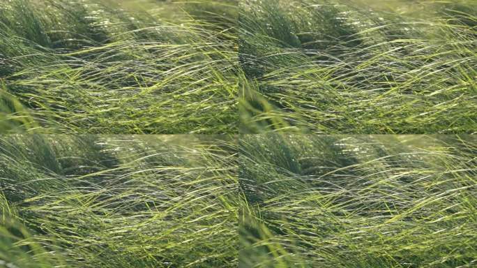 风中飘动的草地