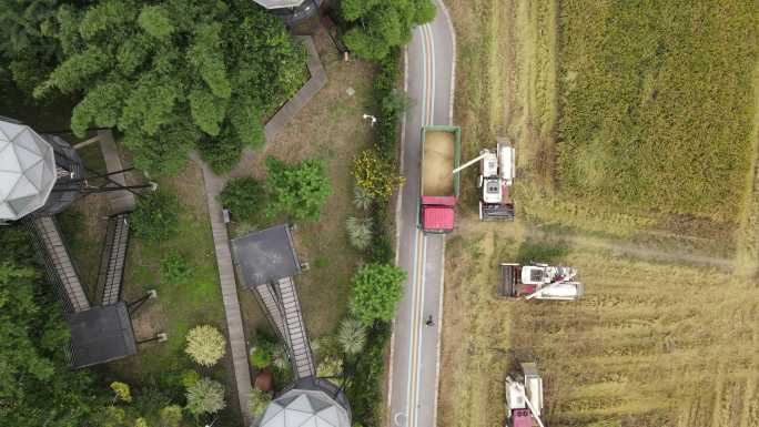 成都平原秋收稻田航拍风光