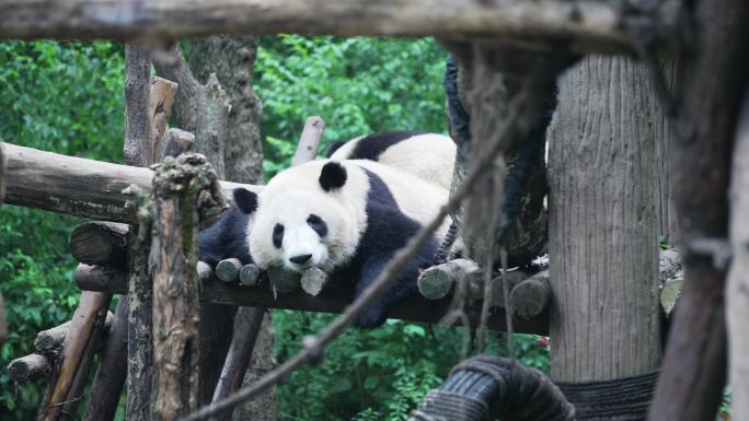 休息中的熊猫