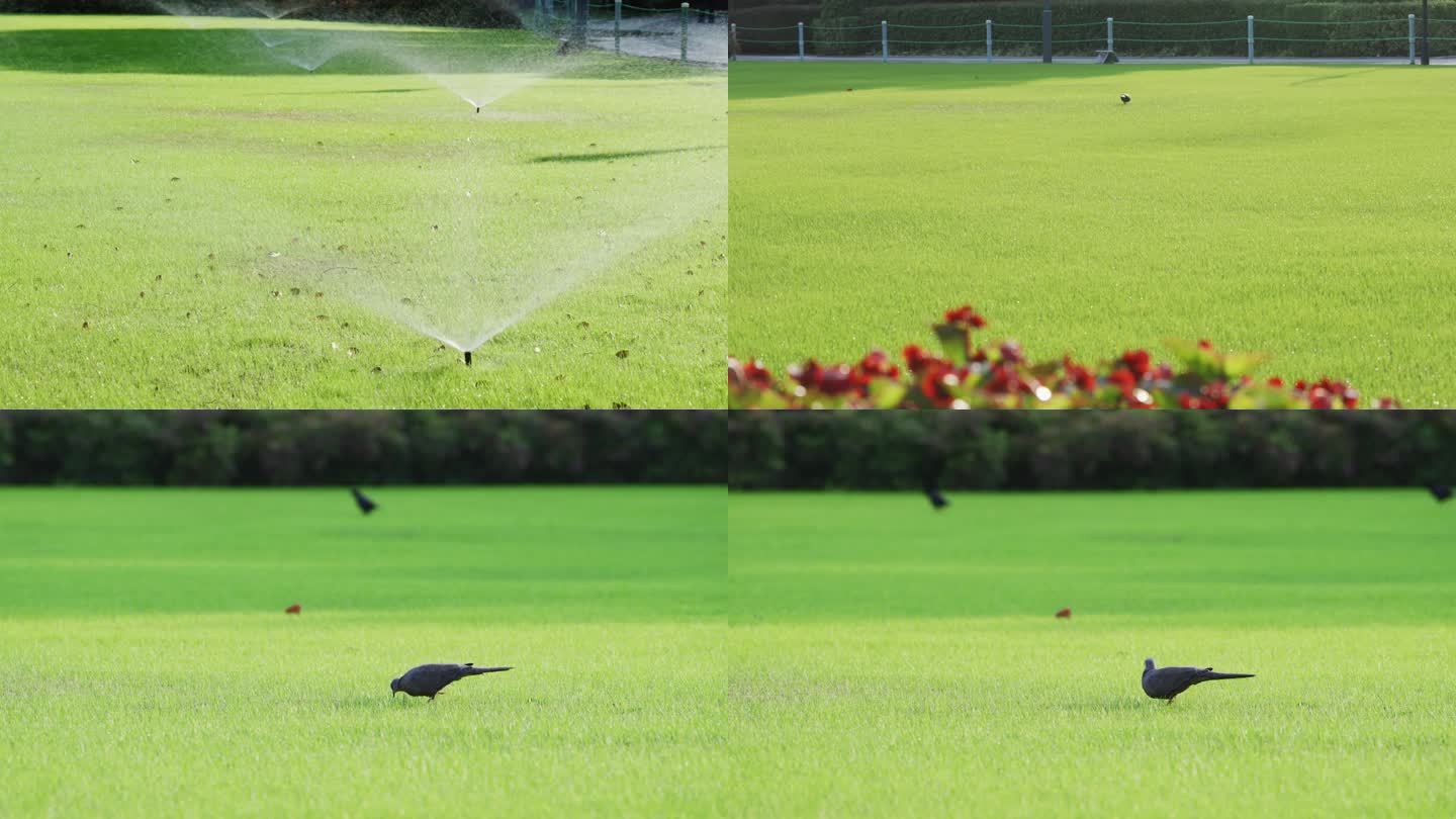 鸽子在草坪觅食