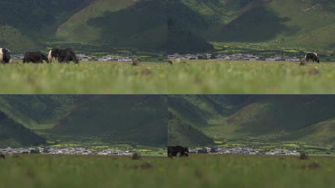 村庄牦牛经过延时摄影