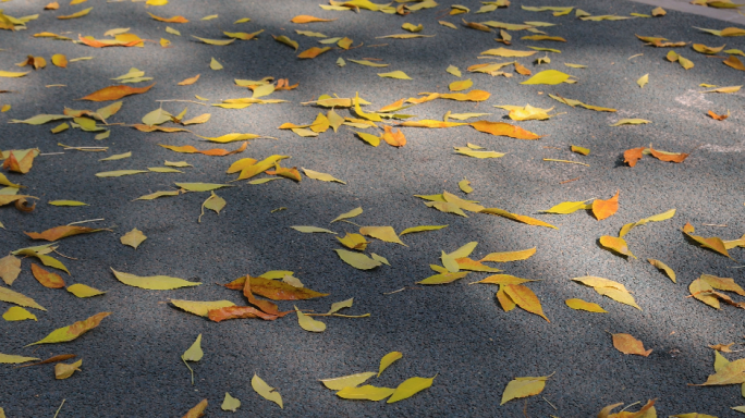 秋日景色树叶掉落慢动作