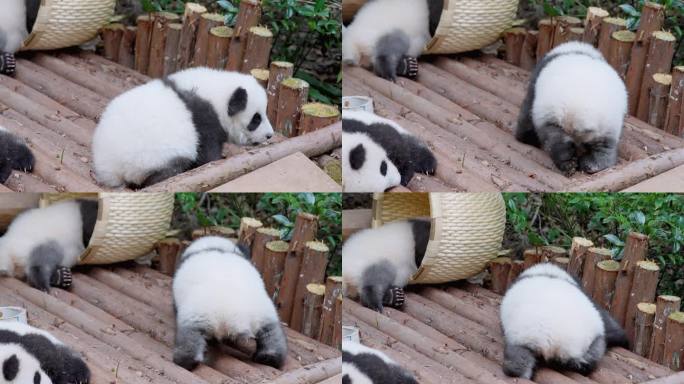 熊猫幼崽展示
