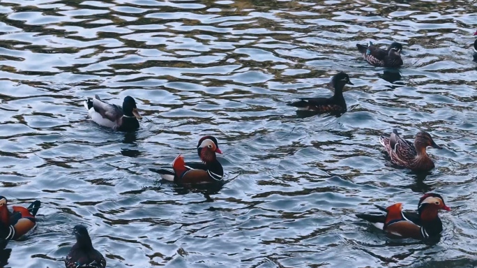 公园游湖鸳鸯鸭子戏水实拍空镜素材