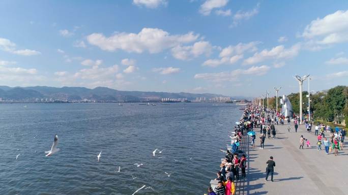 滇池 红嘴鸥 山水中国 旅游