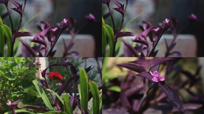 植物紫色小花盆栽