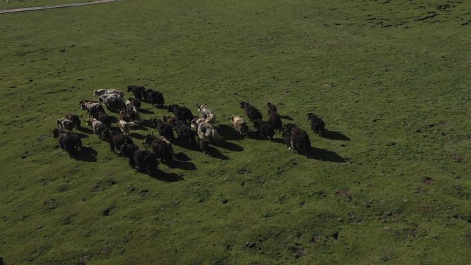 草原上的牦牛群奔跑