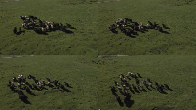 草原上的牦牛群奔跑