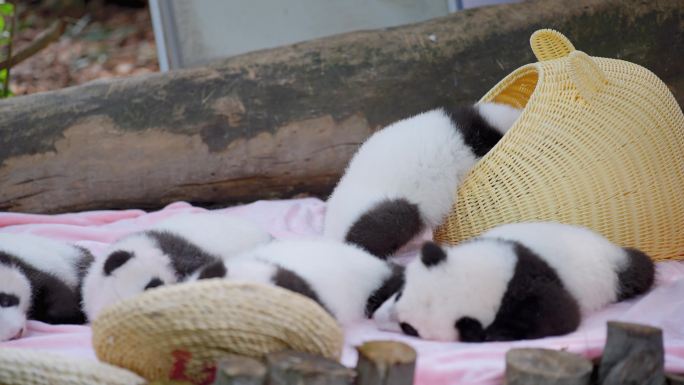 熊猫幼崽展示