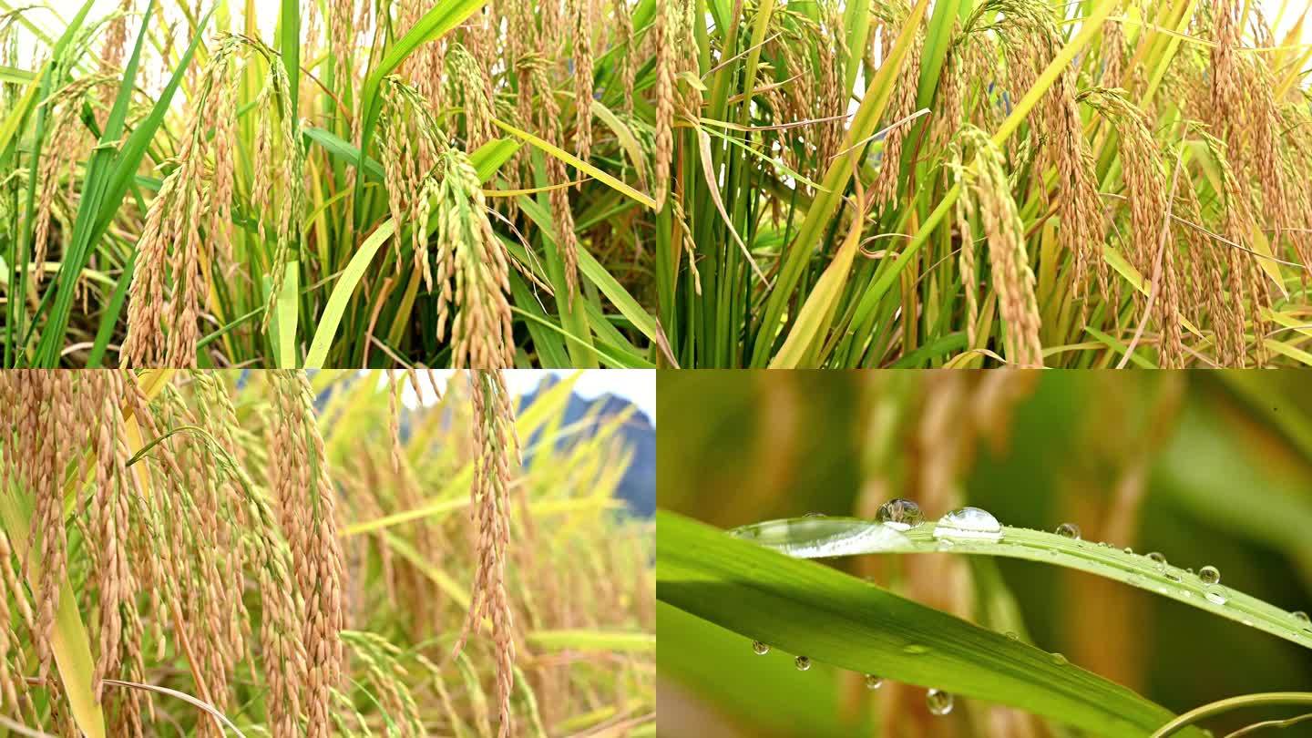 水稻稻谷农业粮食丰收稻田