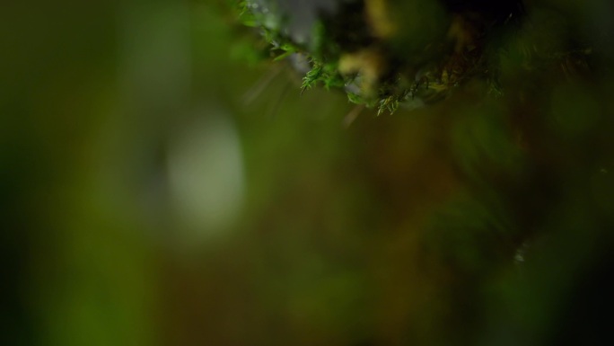 苔藓滴水 绿色 生态 滴水特写