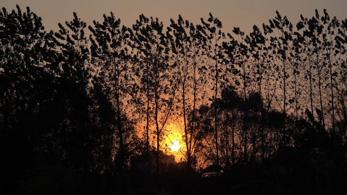 夕阳风吹逆光树影