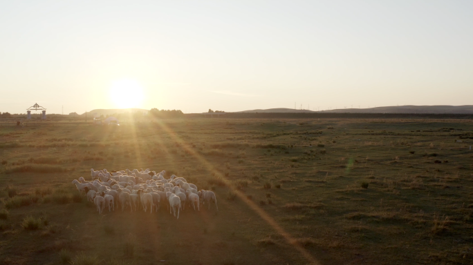 草原夕阳下羊群牛群航拍