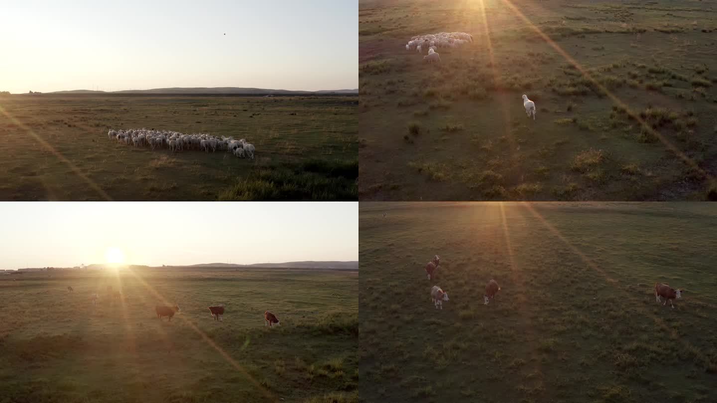 草原夕阳下羊群牛群航拍