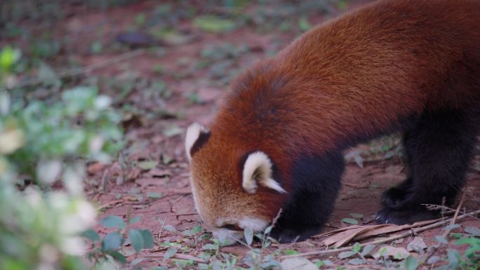 小熊猫