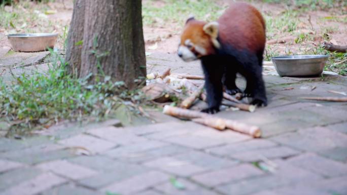 小熊猫吃竹子