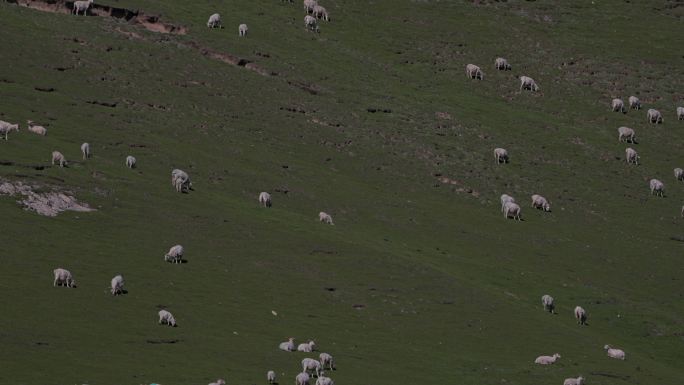 牧羊中的羊群延时
