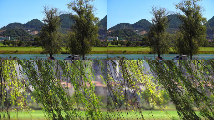 4k实拍河边的垂柳树唯美休闲户外郊游视频