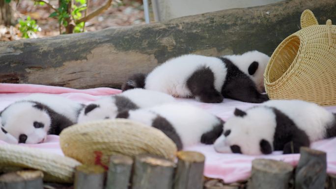 熊猫幼崽展示