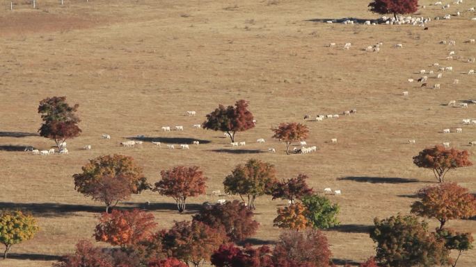 内蒙古代钦塔拉牧场枫林羊群