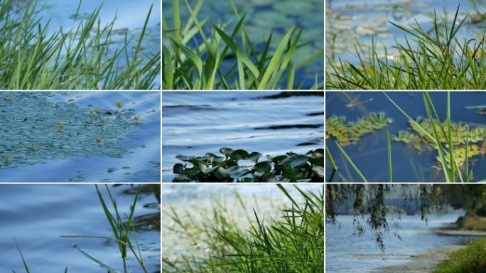 生态河流湖泊 池塘 水边水草